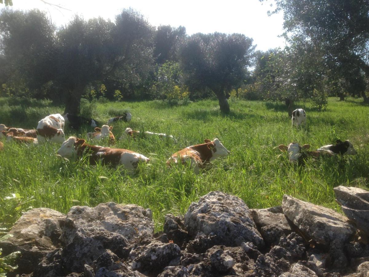 B&B Masseria Nuove Caselle Villa Castelli Exterior photo
